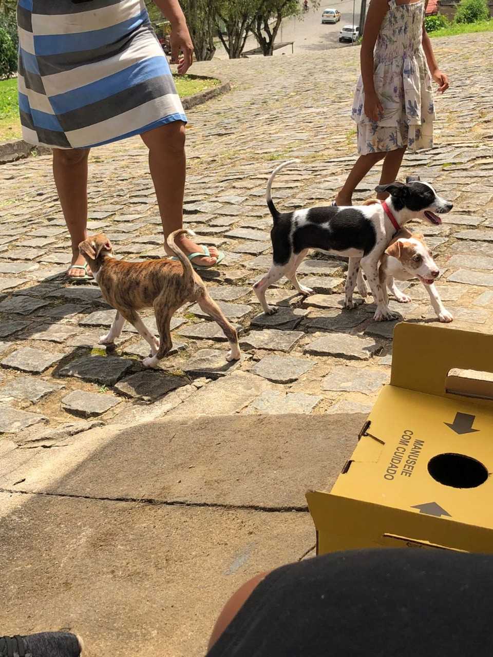 Camacã: Prefeitura realiza campanha de Vacinação antirrábica